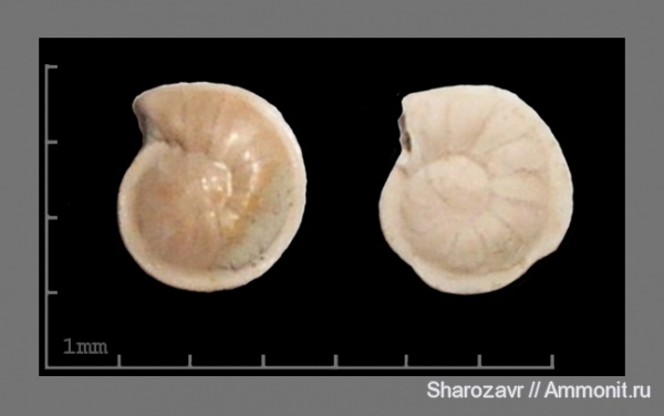 эоцен, одноклеточные, фораминиферы, Foraminifera, Волгоград