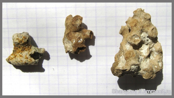 мел, губки, сеноман, Spondylus, Волгоград, Cenomanian, Cretaceous