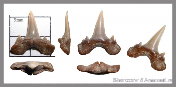 рыбы, зубы, зубы акул, кампан, Scapanorhynchus, Волгоград, Scapanorhynchus rhaphiodon, Campanian, fish, teeth, shark teeth