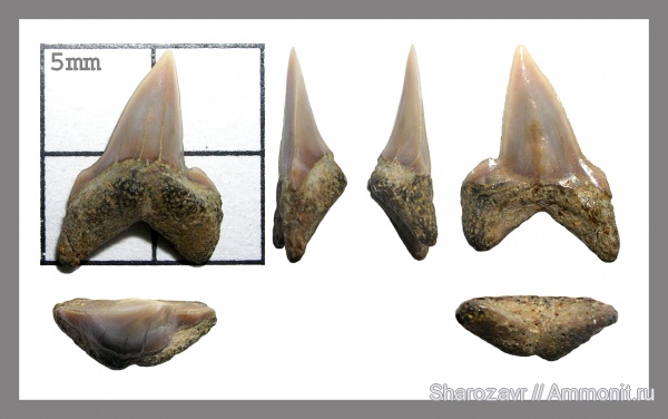 рыбы, зубы, зубы акул, Pseudocorax, кампан, Волгоград, Pseudocorax laevis, Campanian, fish, teeth, shark teeth