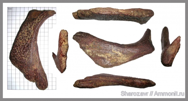 черепахи, ?, Trionyx, Волгоград, даний