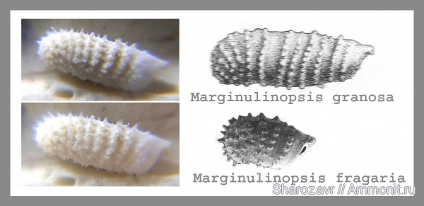 ?, Foraminifera, верхний эоцен, Волгоград, vaginulina, Marginulinopsis, Upper Eocene