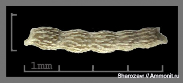 эоцен, одноклеточные, фораминиферы, Foraminifera, Волгоград