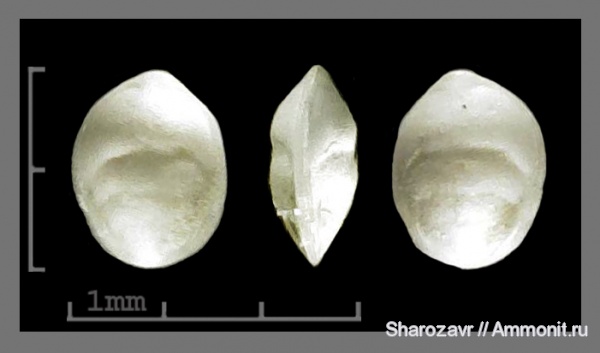 эоцен, одноклеточные, фораминиферы, ?, Foraminifera, Волгоград, Lingulina