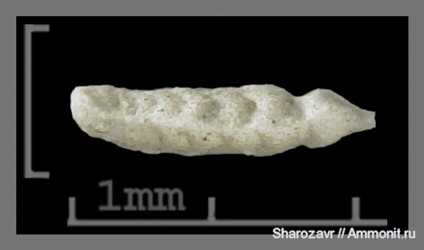 эоцен, одноклеточные, фораминиферы, Foraminifera, Волгоград