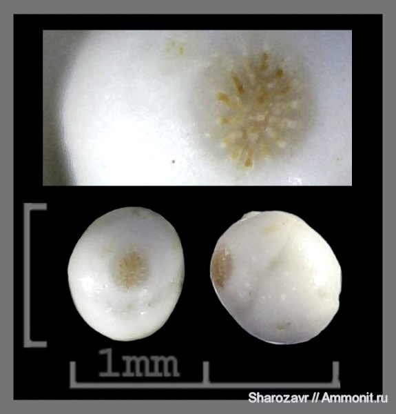 эоцен, одноклеточные, фораминиферы, Foraminifera, Волгоград