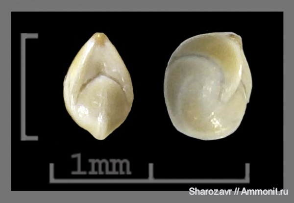 эоцен, одноклеточные, фораминиферы, Foraminifera, Волгоград