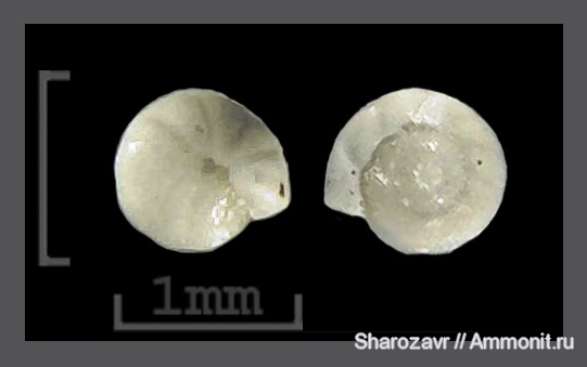 эоцен, одноклеточные, фораминиферы, Foraminifera, Волгоград