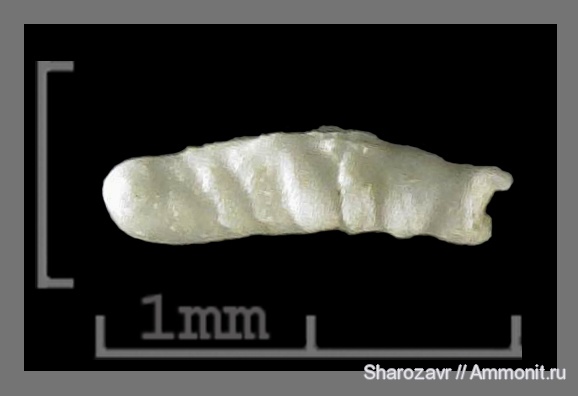 эоцен, одноклеточные, фораминиферы, Foraminifera, Волгоград