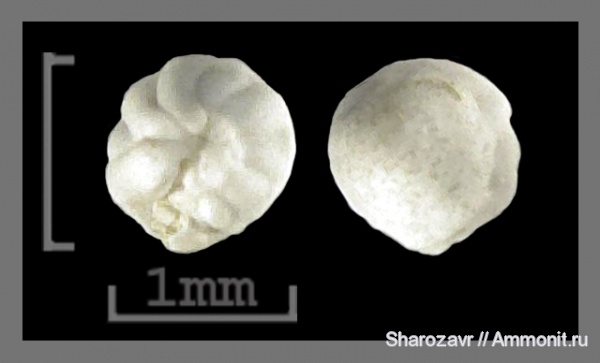 эоцен, одноклеточные, фораминиферы, Foraminifera, Волгоград