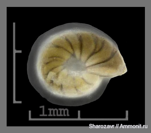 эоцен, одноклеточные, фораминиферы, Foraminifera, Волгоград, Robulus