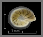 Foraminifera-34 Robulus