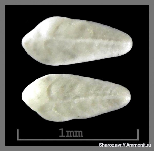 эоцен, одноклеточные, фораминиферы, Foraminifera, Волгоград, Bolivina