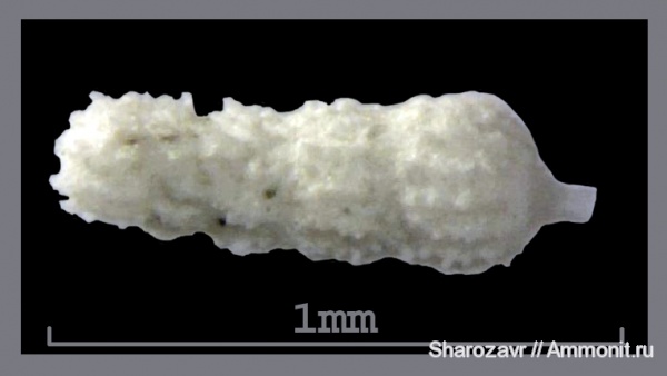 эоцен, одноклеточные, фораминиферы, Foraminifera, Волгоград, Marginulina