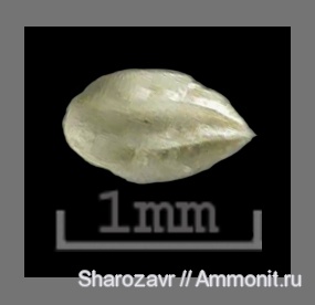 эоцен, одноклеточные, фораминиферы, Foraminifera, Волгоград, Bulimina