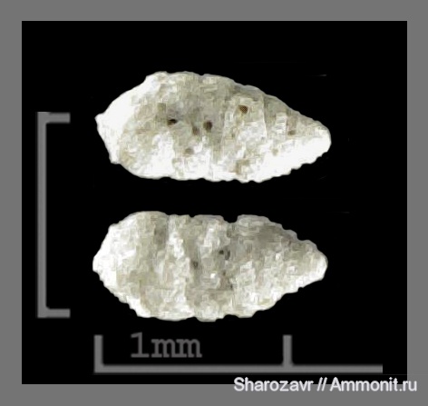 эоцен, одноклеточные, фораминиферы, Foraminifera, Волгоград