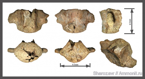 рептилии, мел, меловой период, мозазавры, маастрихт, позвонки, Волгоград, Plioplatecarpus, Maastrichtian, Cretaceous