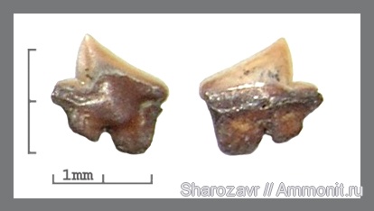 рыбы, акулы, зубы акул, Волгоград, Dalatiidae, Dalatias, Squaliodalatias, fish, shark teeth, sharks