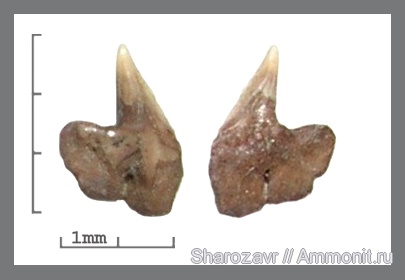 рыбы, акулы, зубы акул, Волгоград, Dalatiidae, Dalatias, Squaliodalatias, fish, shark teeth, sharks
