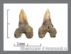 рыбы, акулы, зубы акул, Волгоград, Dalatiidae, Dalatias, Squaliodalatias, fish, shark teeth, sharks
