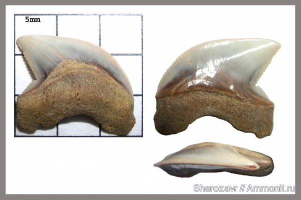 рыбы, зубы, зубы акул, кампан, Волгоград, Squalicorax kaupi, Campanian, fish, teeth, shark teeth