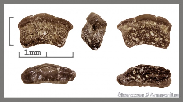 рыбы, зубы, зубы акул, кампан, Волгоград, Campanian, fish, teeth, shark teeth