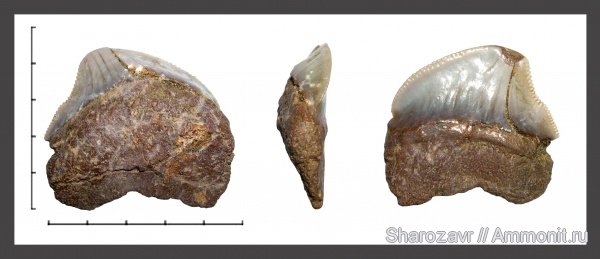 мел, зубы, акулы, Squalicorax, зубы акул, Squalicorax pristodontus, Волгоград, Cretaceous, teeth, shark teeth, sharks
