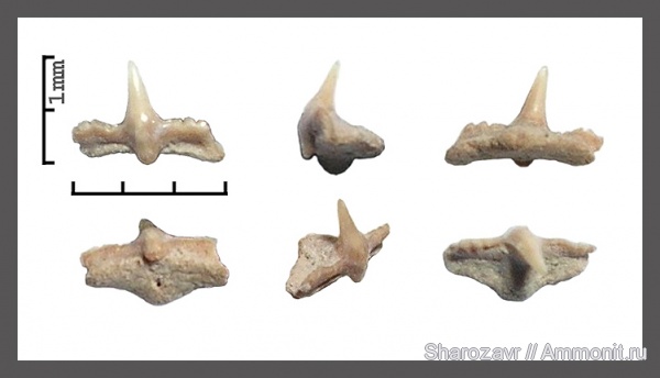 рыбы, зубы, зубы акул, кампан, Волгоград, Cretorectolobus, Campanian, fish, teeth, shark teeth