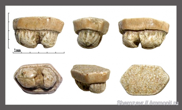 рыбы, зубы, палеоцен, скаты, Волгоград, камышинская свита, Hypolophodon, fish, teeth