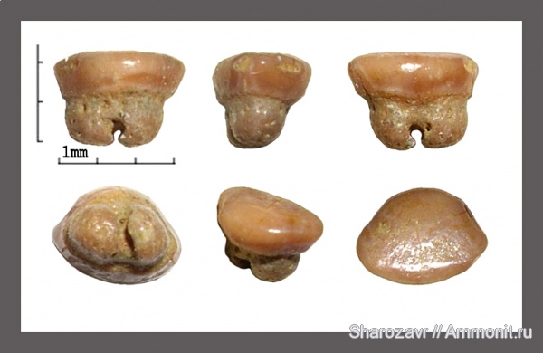 рыбы, зубы, палеоцен, скаты, Волгоград, камышинская свита, fish, teeth