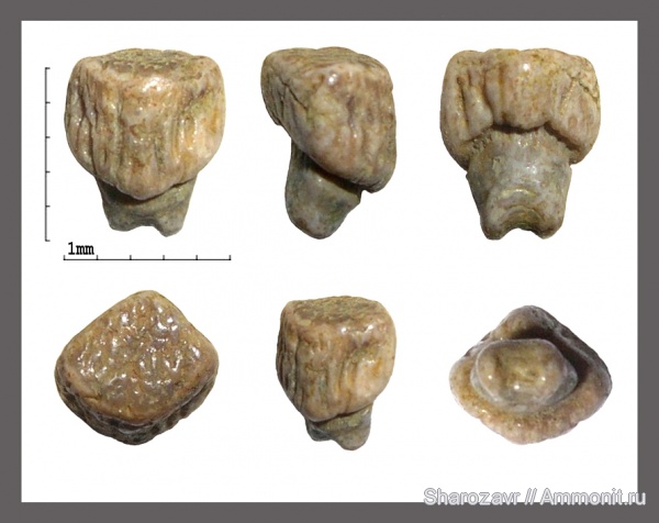 рыбы, зубы, палеоцен, скаты, Волгоград, камышинская свита, fish, teeth