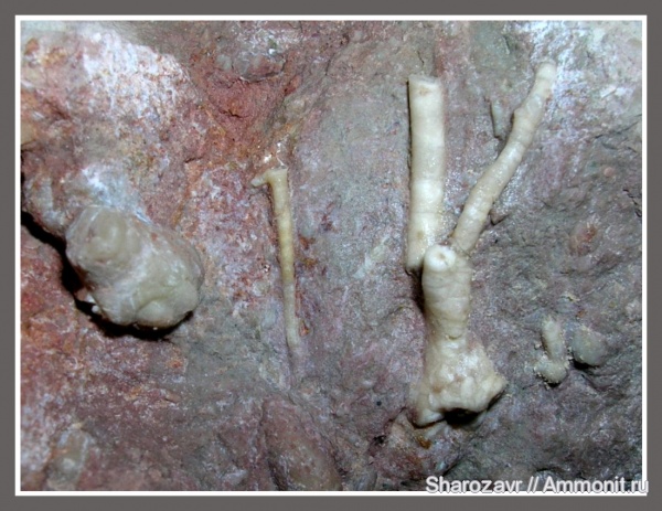 иглокожие, ордовик, Путиловский карьер, holdfast, Ordovician, Холдфаст