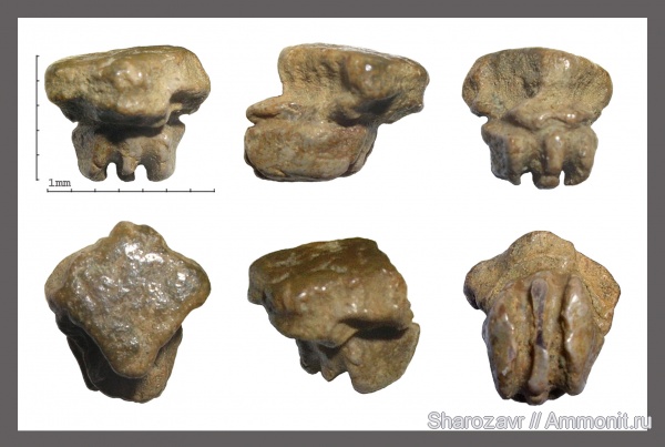 скаты, зубы рыб, Myliobatidae, Волгоград, камышинская свита, fish teeth