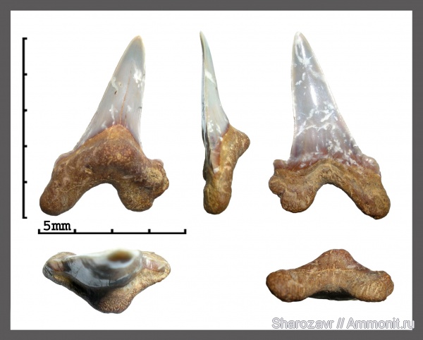 рыбы, зубы, акулы, сеноман, Cretoxyrhina, Волгоград, Cretaceous, fish, teeth, sharks