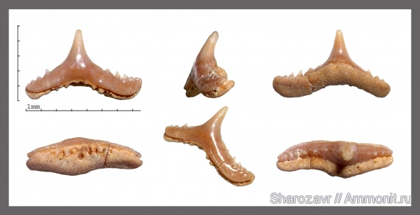рыбы, зубы, акулы, сеноман, Synechodus, Волгоград, Cretaceous, fish, teeth, sharks