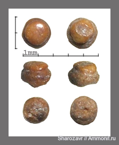 рыбы, зубы, акулы, сеноман, ?, Pycnodontiformes, Волгоград, Cretaceous, fish, teeth, sharks