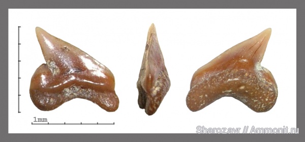 рыбы, зубы, акулы, Palaeoanacorax, сеноман, Волгоград, Cretaceous, fish, teeth, sharks