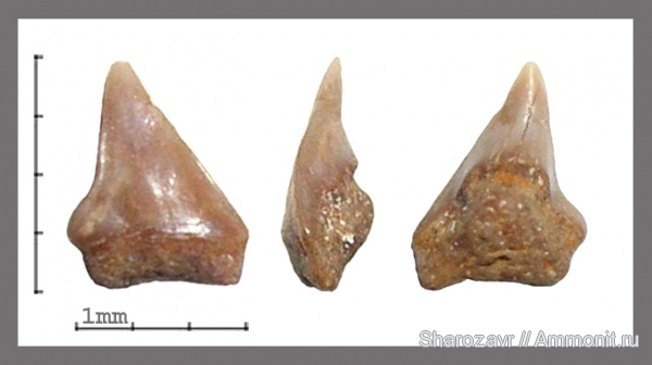 рыбы, зубы, акулы, сеноман, Paleoanacorax, Волгоград, Cretaceous, fish, teeth, sharks