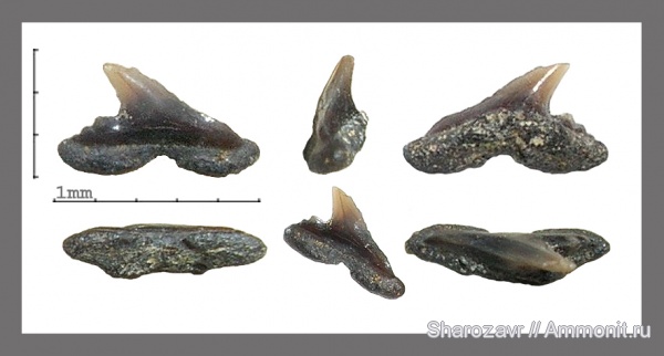 палеоген, рыбы, эоцен, акулы, Волгоградская область, Physogaleus, fish, sharks