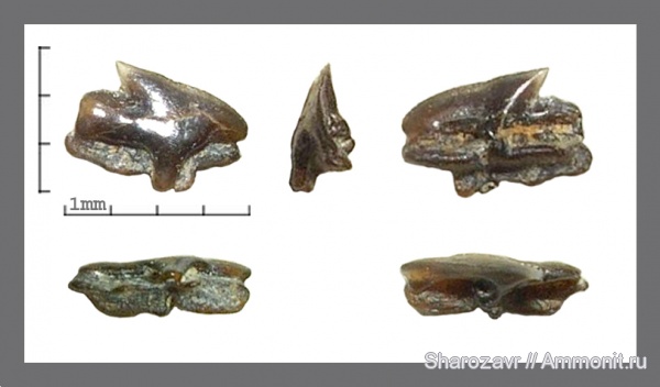 палеоген, рыбы, эоцен, squalus, Волгоградская область, fish