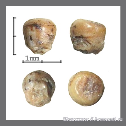 рыбы, зубы, эоцен, ?, Pycnodontiformes, Волгоград, Albula, fish, teeth