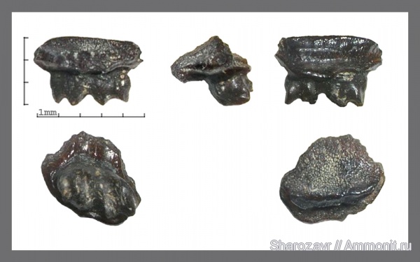 палеоген, рыбы, эоцен, ?, Волгоградская область, зубы скатов, Burnhamia, fish