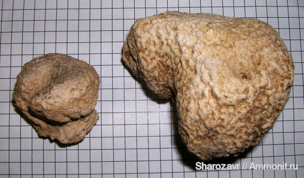 губки, эоцен, ?, Волгоград