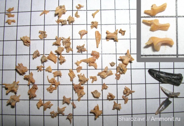 змеи, верхний эоцен, Волгоград