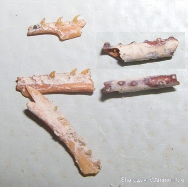 змеи, верхний эоцен, Волгоград