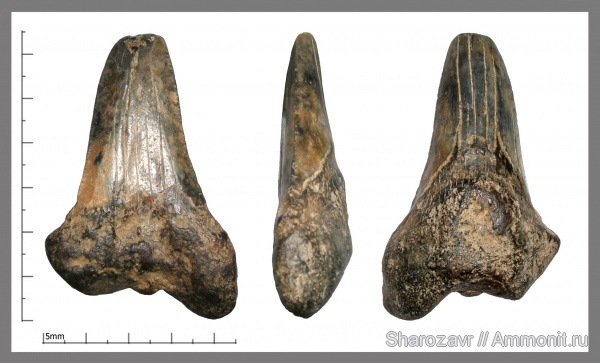 акулы, зубы акул, Волгоград