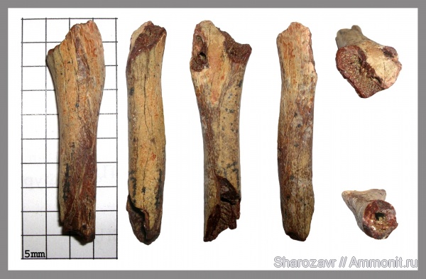птицы, маастрихт, ?, Волгоград, даний, танет