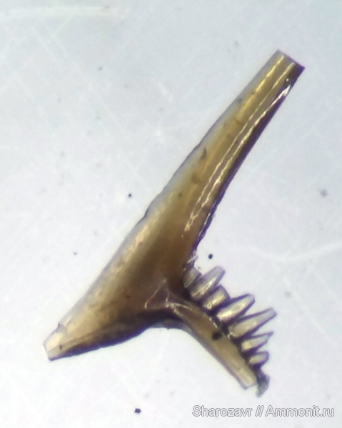 конодонты, Conodonta