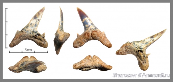 зубы акул, верхний эоцен, Волгоград