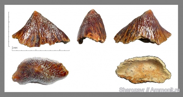маастрихт, Carinodens belgicus, Carinodens, Волгоград, Зуб мозазавра
